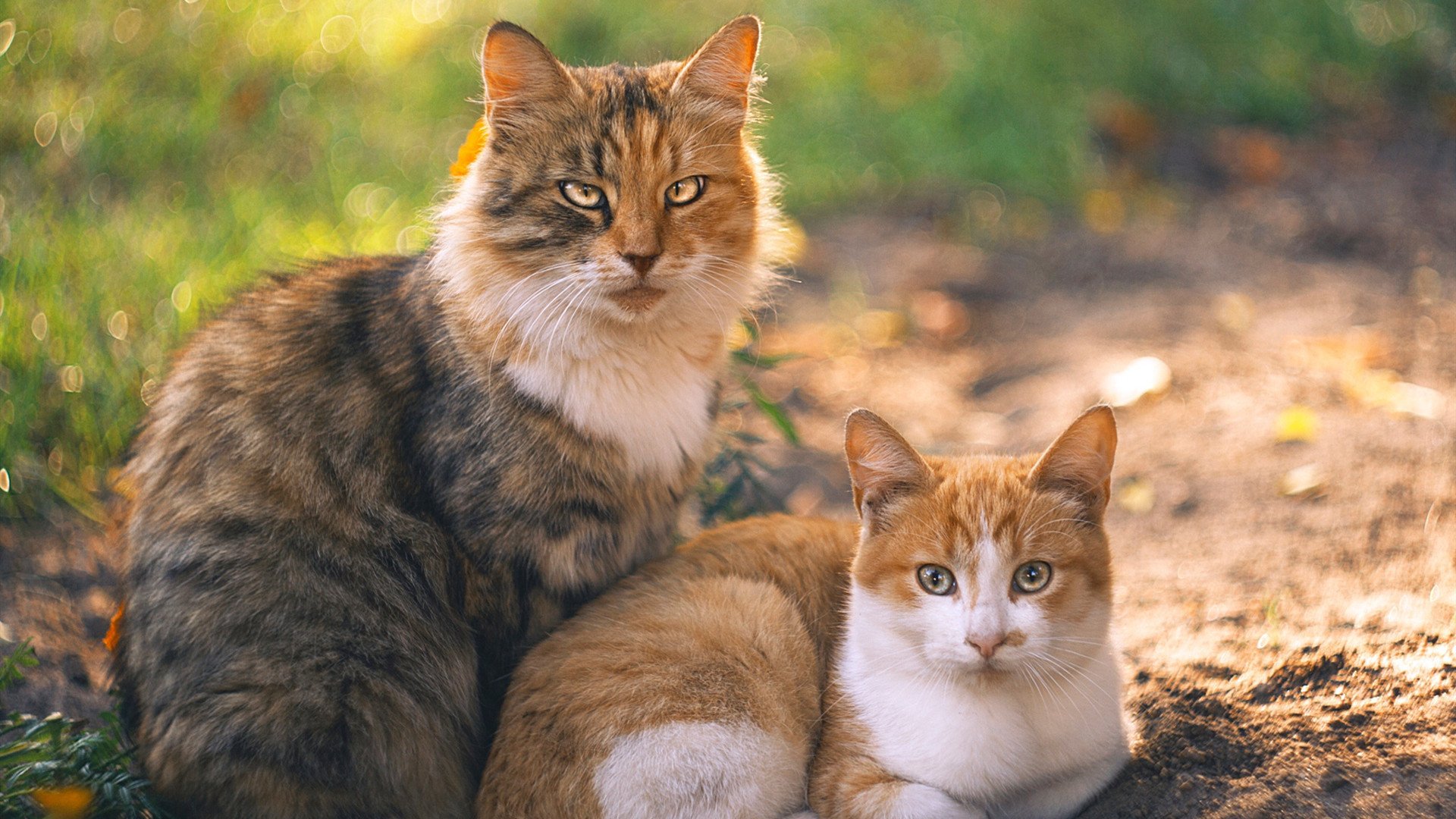 【动态时间限制】投手每次投球时间不得超过10秒的试点效果,投手投球时投球应快准