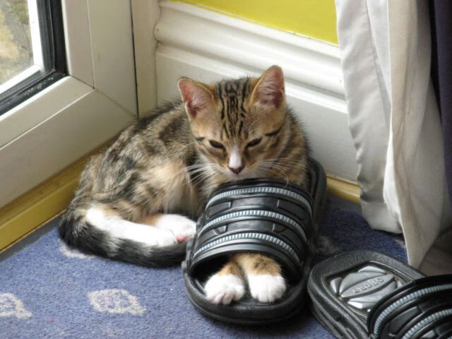 伤病管理新方法，如何让明星球员保持巅峰？，受伤病影响的nba球星