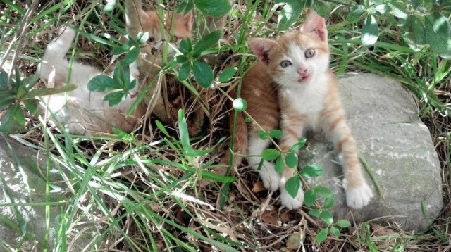 历史大事:联盟发展的重大节点回顾,联盟发生的战争背景