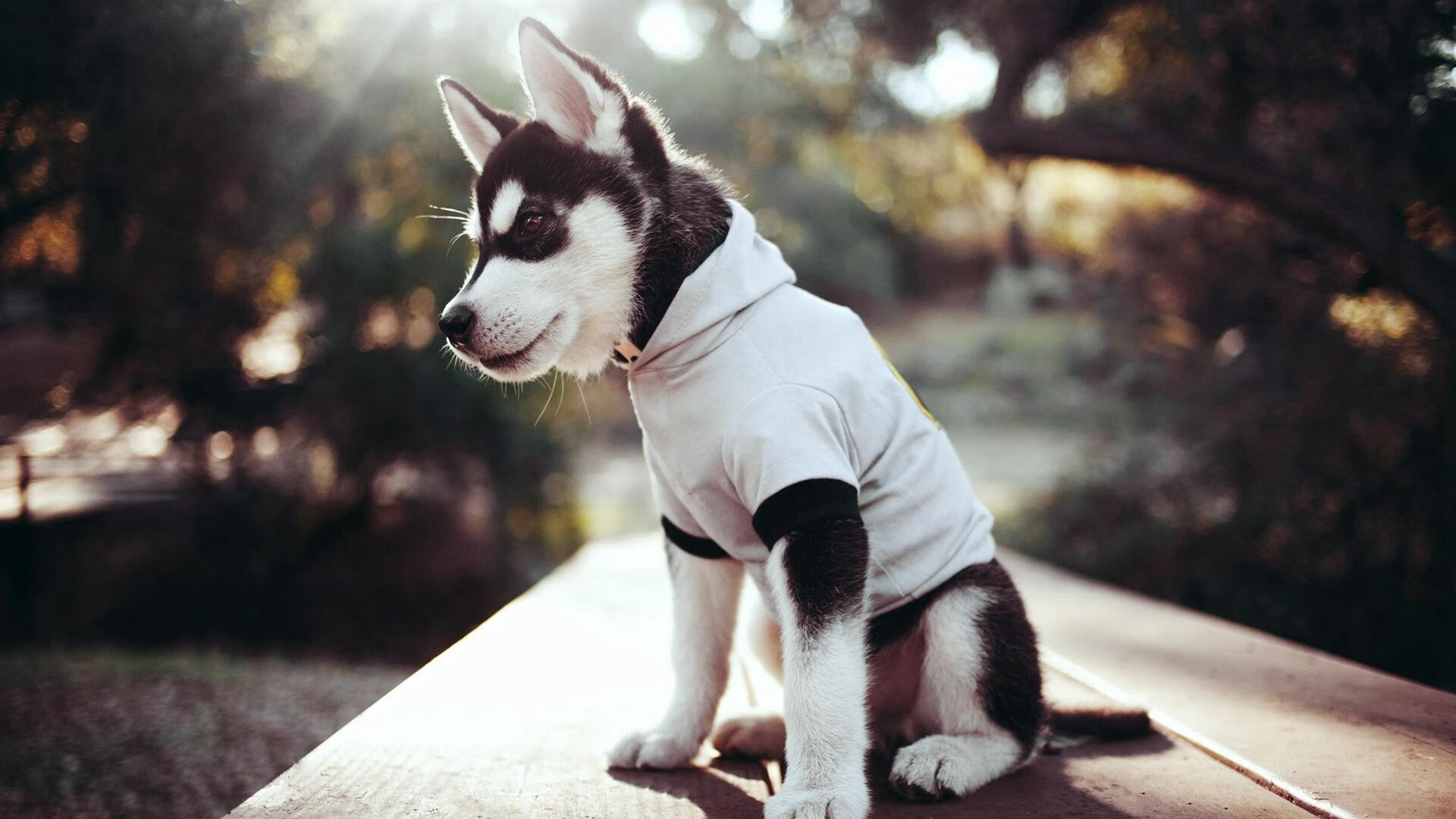 历史瞬间：那些年球队赢得冠军的经典时刻，有没有球队全胜夺冠