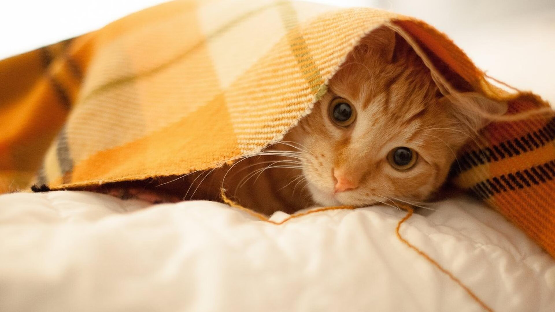 电子竞技产业迎来新发展期,电竞赛事影响力不断扩大,电子竞技行业规模