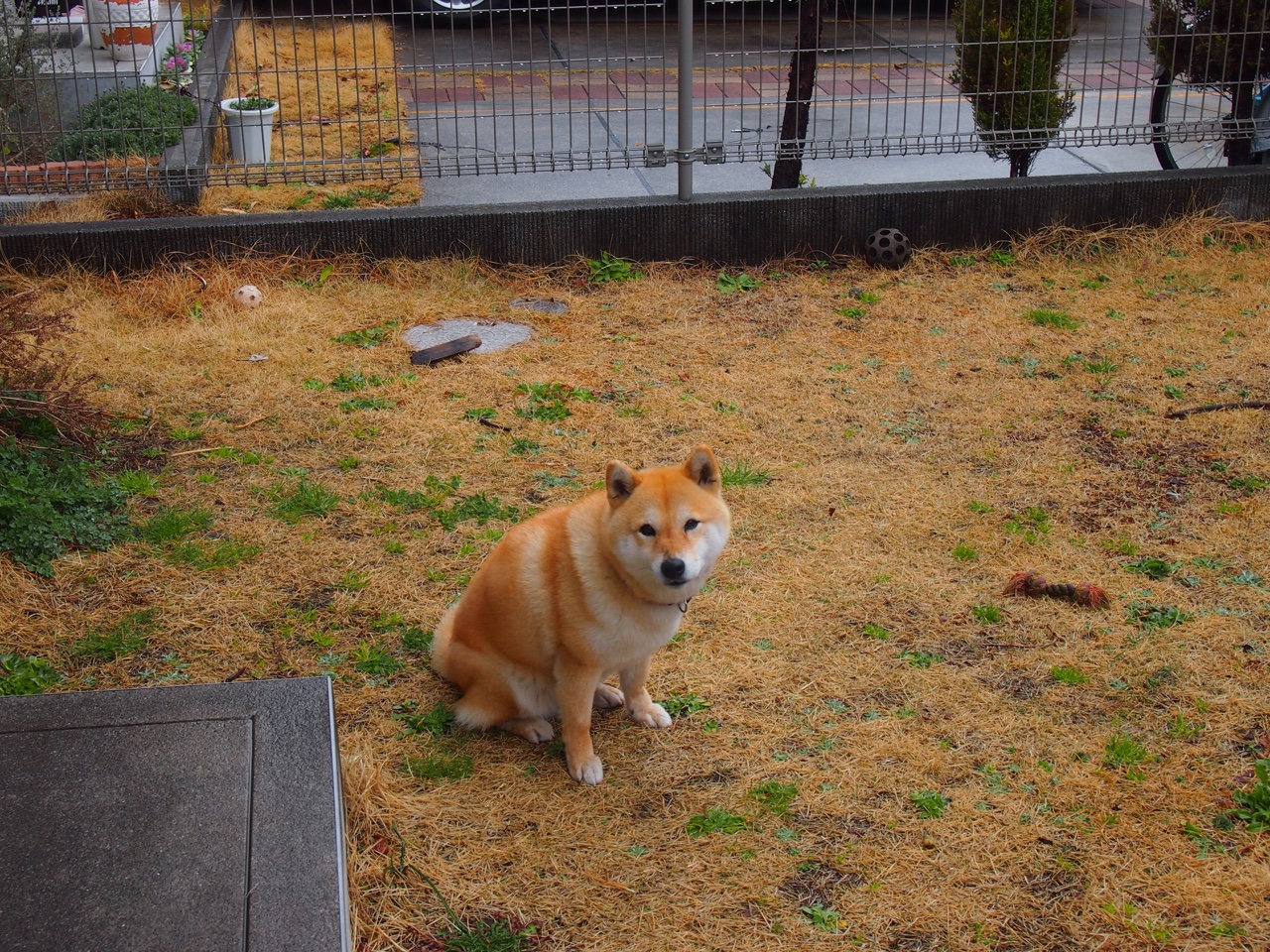 马刺队新教练上任，球队迎来新风貌，新赛季马刺教练