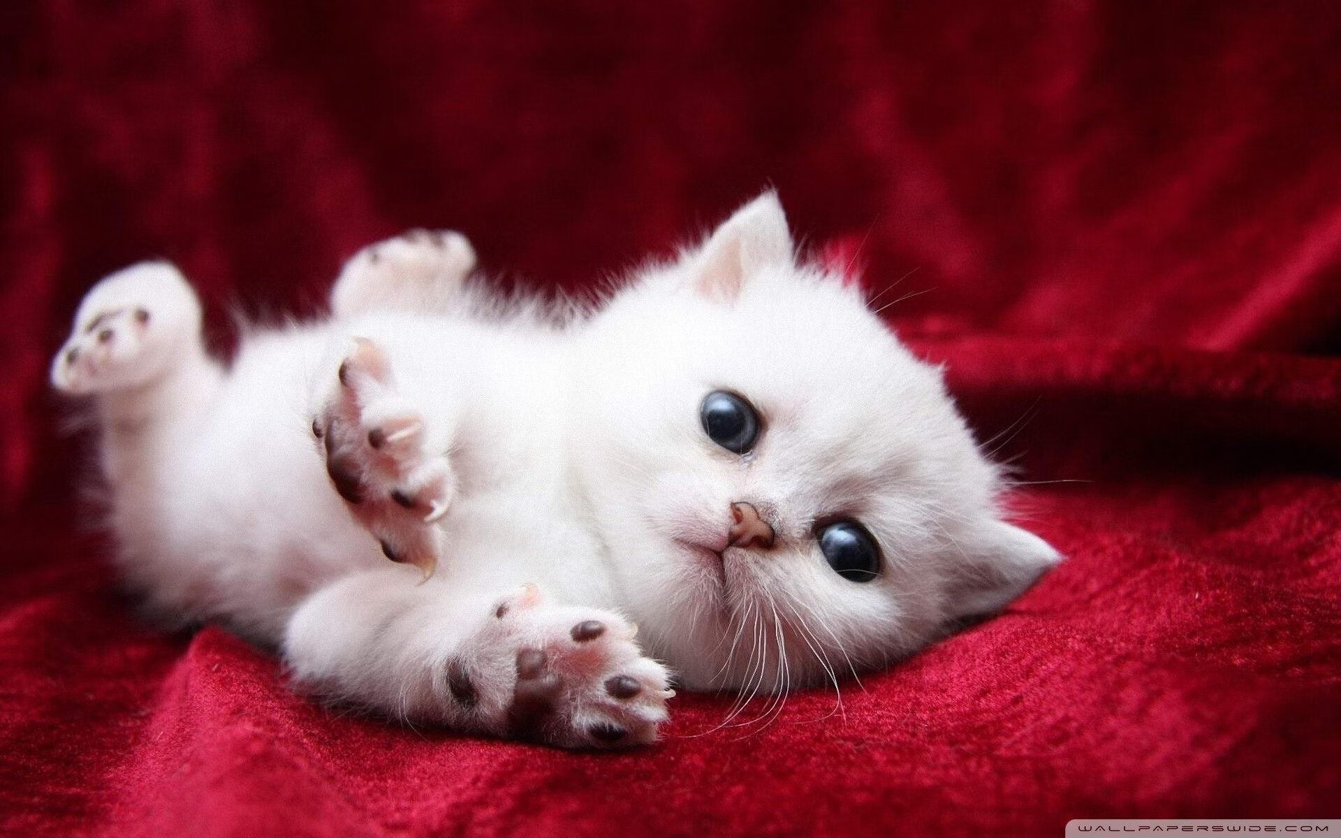 中甲联赛落幕,青岛西海岸顺利升级,青岛西海岸新区足球超级联赛