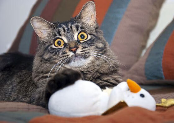 巴西队在2024年南美锦标赛中以6-2战胜意大利队获得银牌,巴西落选赛