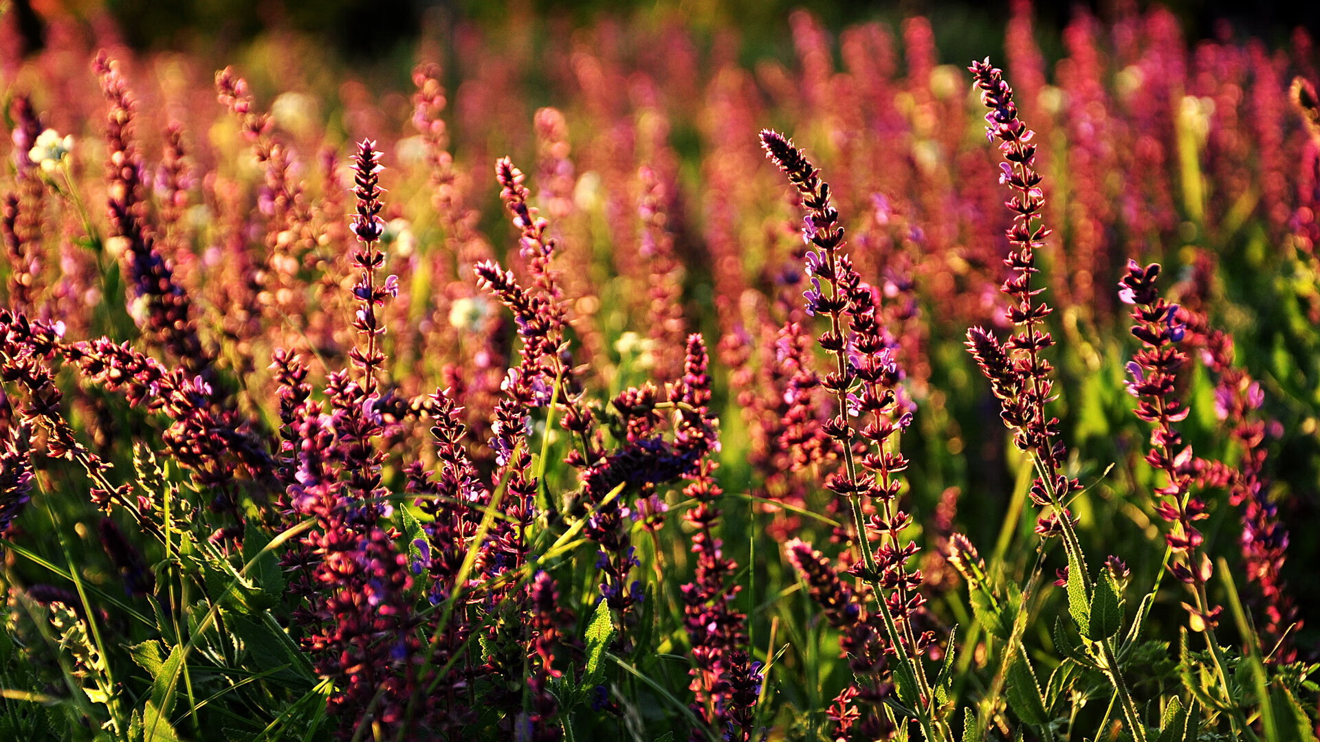本菲卡冲击联赛冠军，本菲卡比赛直播