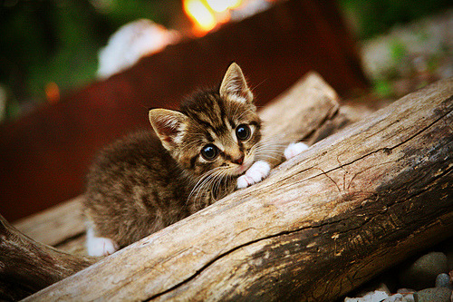 罗马遭遇惨败,博洛尼亚客场斩获激励胜利,罗马博洛尼亚直播