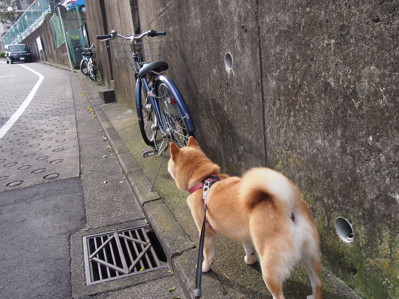 雄鹿翻盘独行侠，关键一役中字母哥三分雨不断，雄鹿字母哥伤势