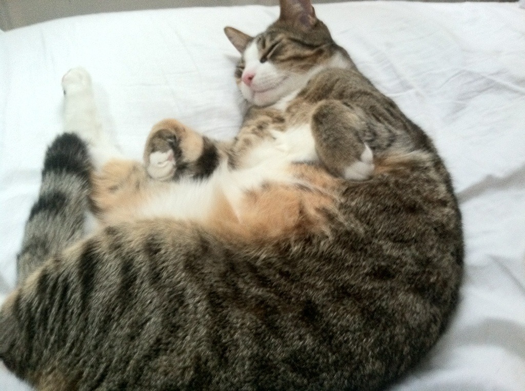 五大联赛上座率变化是否对主队战术部署产生影响，上座率最高的球队