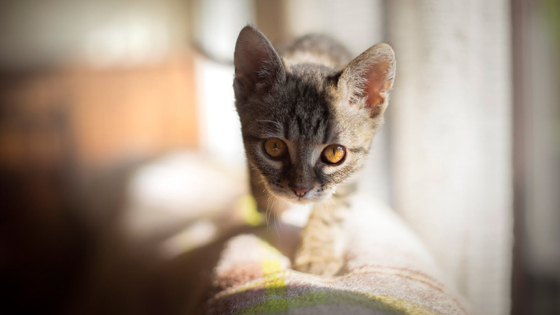 技术统计:美队转身+起跳双领先,美队弹跳力