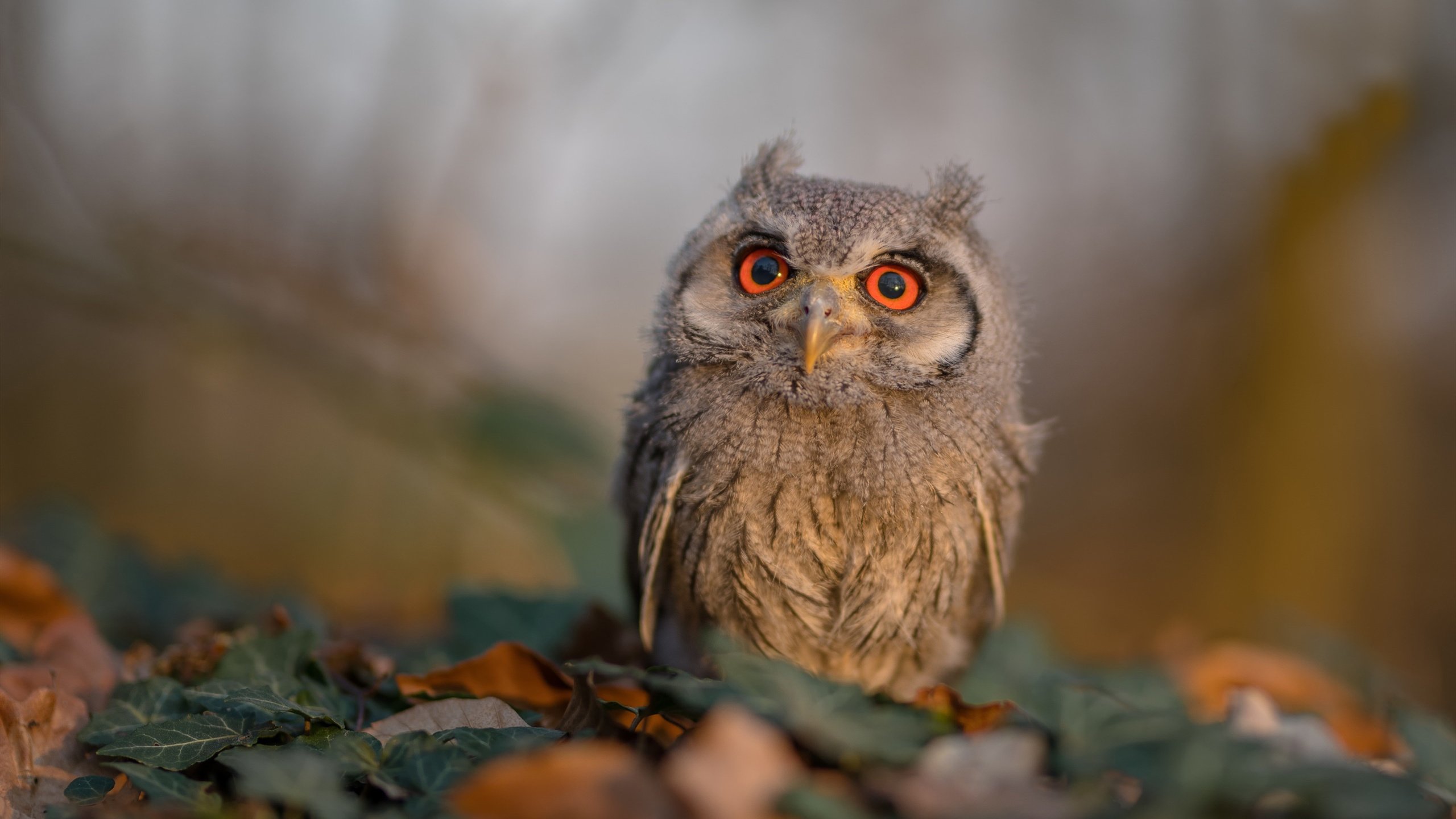 法甲期待无限:新星崛起,未来可期!,法甲新赛季宣传片